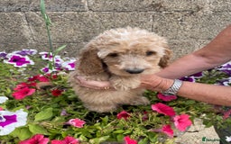 Cockapoo dogs for sale: QUALITY SMALL COCKERPOOS. - Image 7