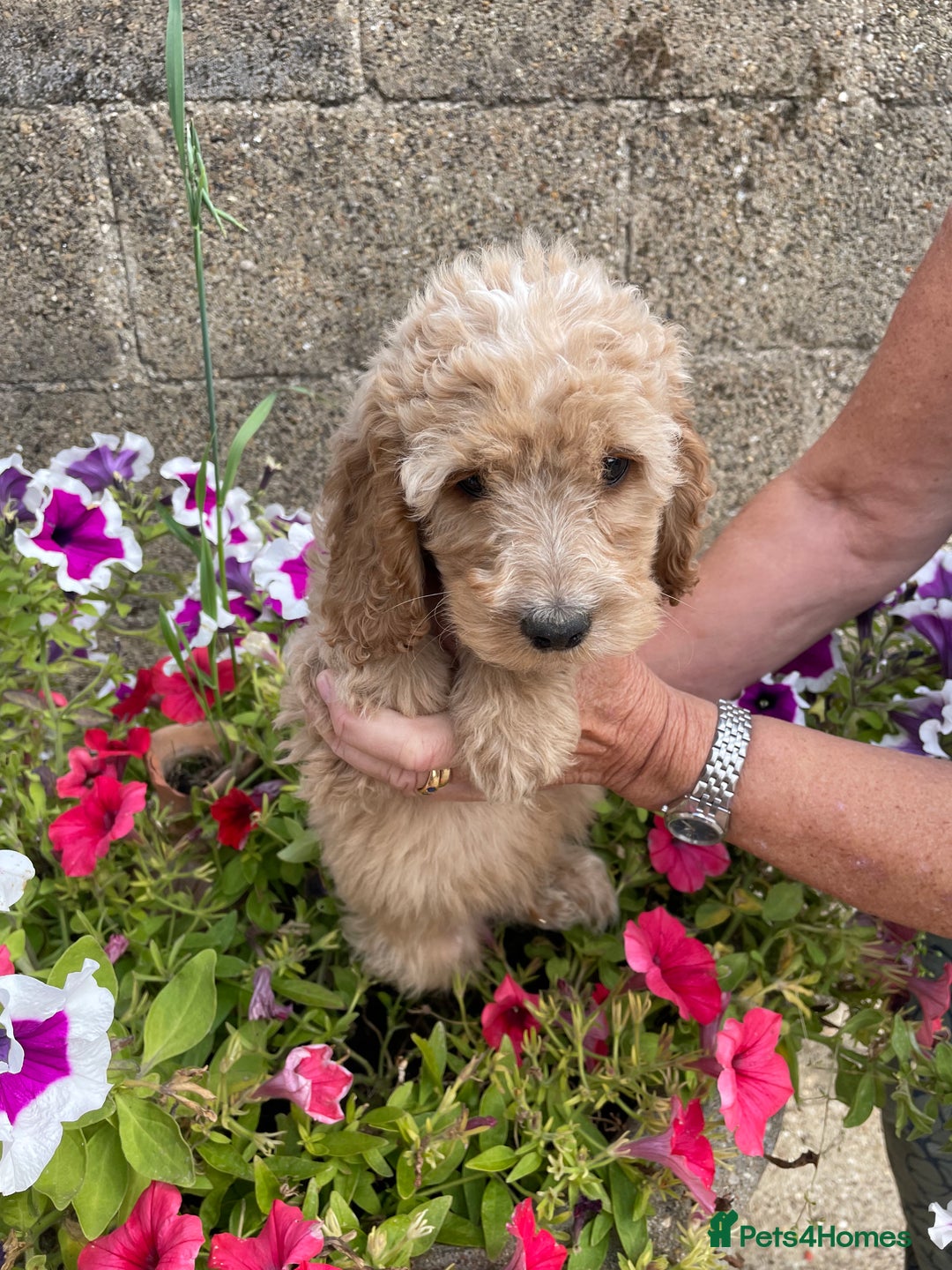 Cockapoo dogs for sale: QUALITY SMALL COCKERPOOS. - Image 7