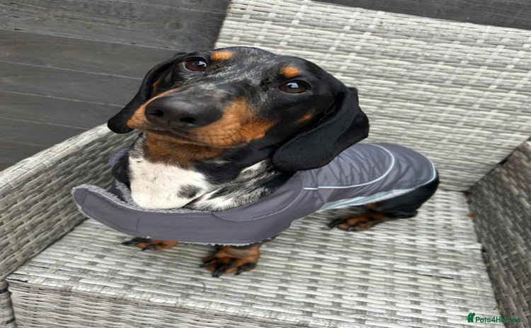 Dachshund dogs - Advert 4