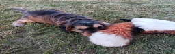 Cockapoo dogs for sale: Only one blue merle girl left, F2B Cockapoo  - Advert 34