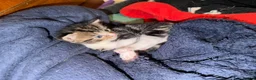 Mixed Breed cats for sale: 3 beautiful kittens  - Advert 4
