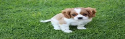 Mixed Breed dogs for sale: Playful Pugalier puppies for sale!  - Advert 11