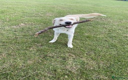 Borador dogs for sale: Bernie - Image 4