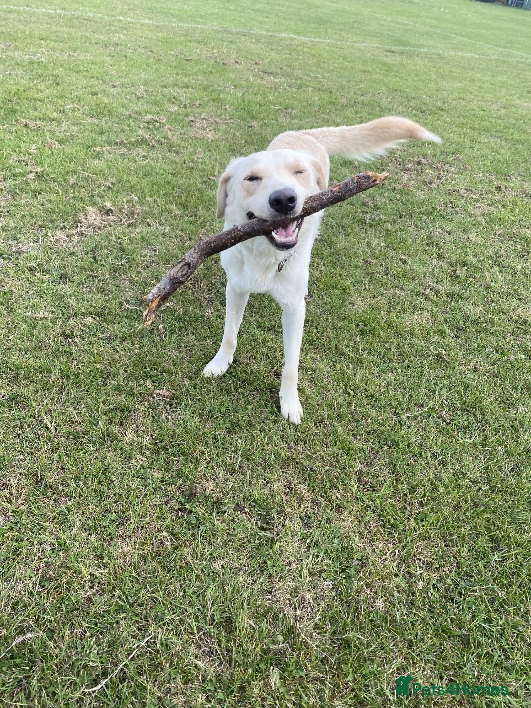Borador dogs for sale: Bernie - Image 4
