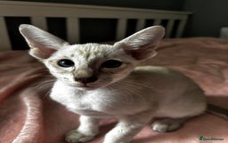Oriental cats for sale: Pure breed Oriental kittens  - Image 9