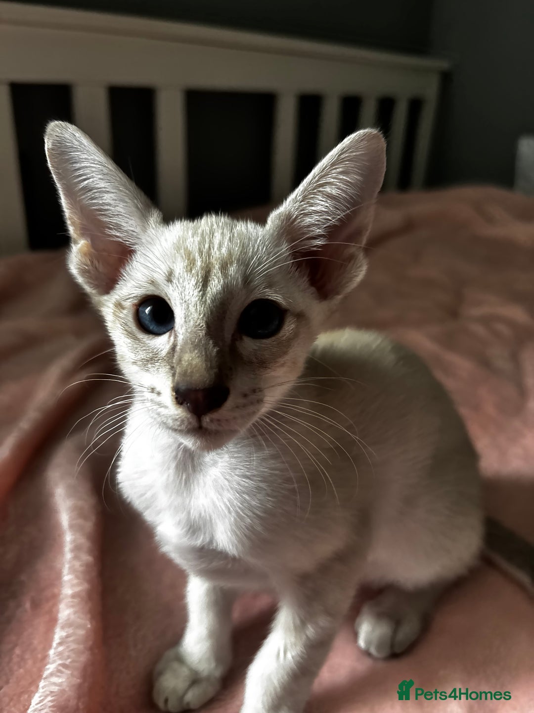 Oriental cats for sale: Pure breed Oriental kittens  - Image 9