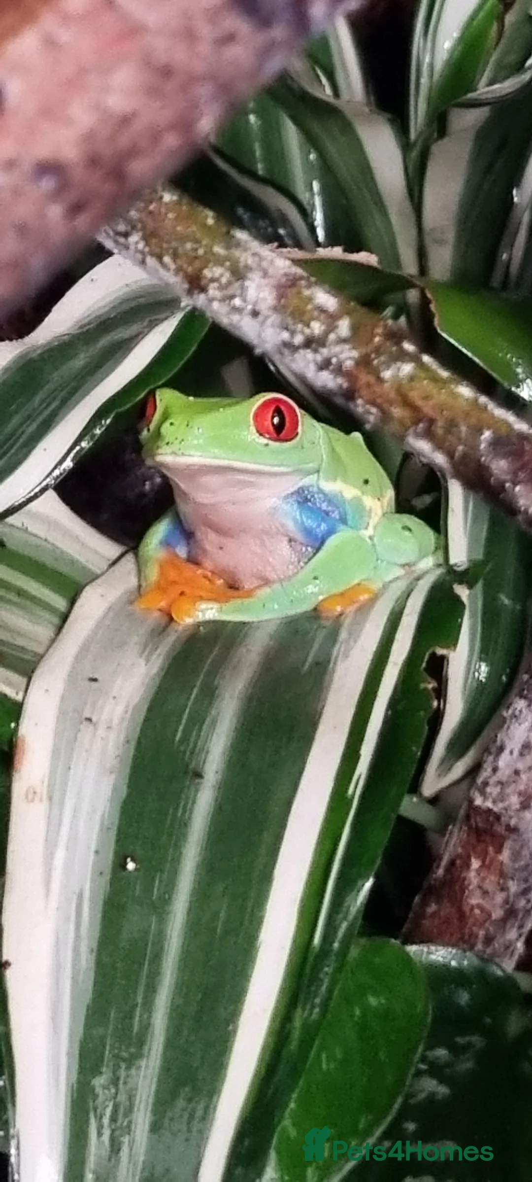 Frog reptiles for sale: Red eyes...milks...green tree frogs  - Advert 5