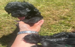 Cockapoo dogs for sale: F1 cockerpoos  - Image 16