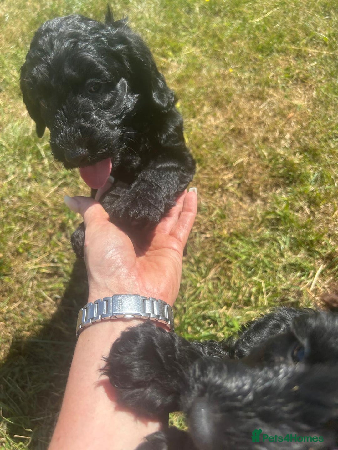 Cockapoo dogs for sale: F1 cockerpoos  - Image 16
