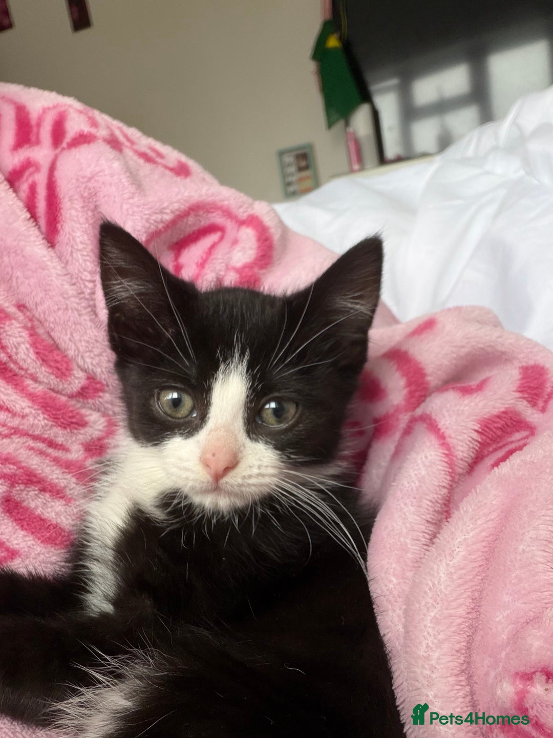 Mixed Breed cats for sale: Kittens  - Advert 10