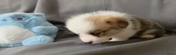 Welsh Corgi Pembroke dogs for sale: Corgi Puppies for Loving Homes – 1 Male, 1 Females - Advert 22