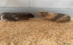Guinea Pig rodents for sale: Guinea pigs - Image 1