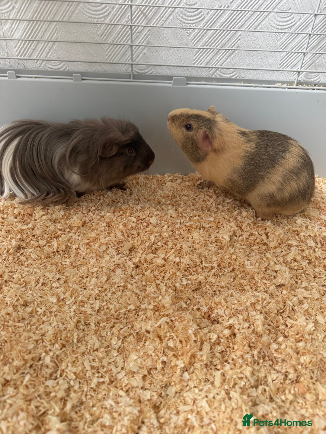 Guinea Pig rodents for sale: Guinea pigs - Image 1