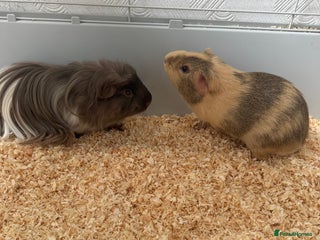 Guinea Pig rodents for sale - Advert 1
