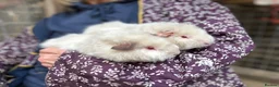 Guinea Pig rodents for sale: Young female guinea pigs 16 weeks - Advert 2