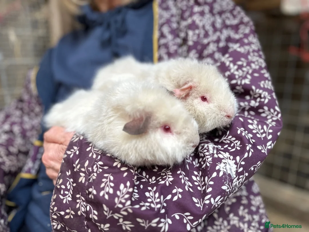 Guinea Pig rodents for sale: Young female guinea pigs 16 weeks - Advert 2