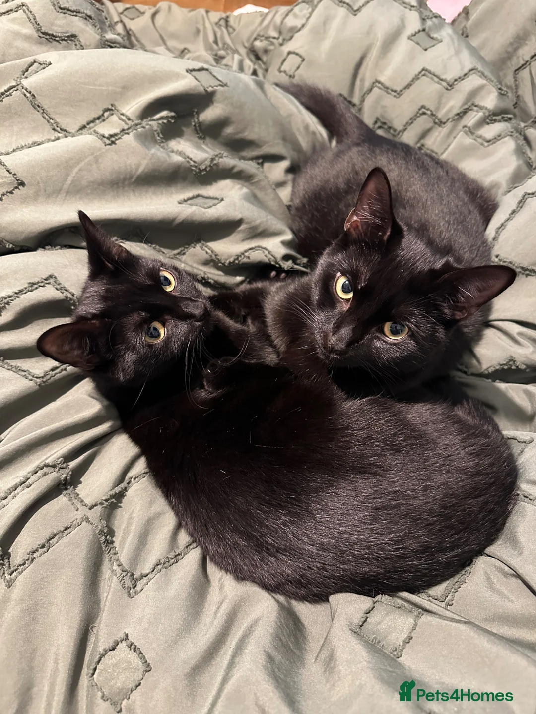 British Shorthair cats for sale: Maisie & Luca (1year old) - Advert 2