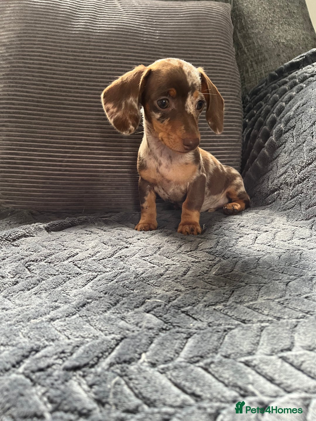 Miniature Dachshund dogs for sale: READY NOW - short haired miniature dachshunds  - Image 18