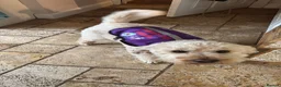 Labradoodle dogs for sale: Labradoodle Puppies - Wonderful Temperaments - Advert 7