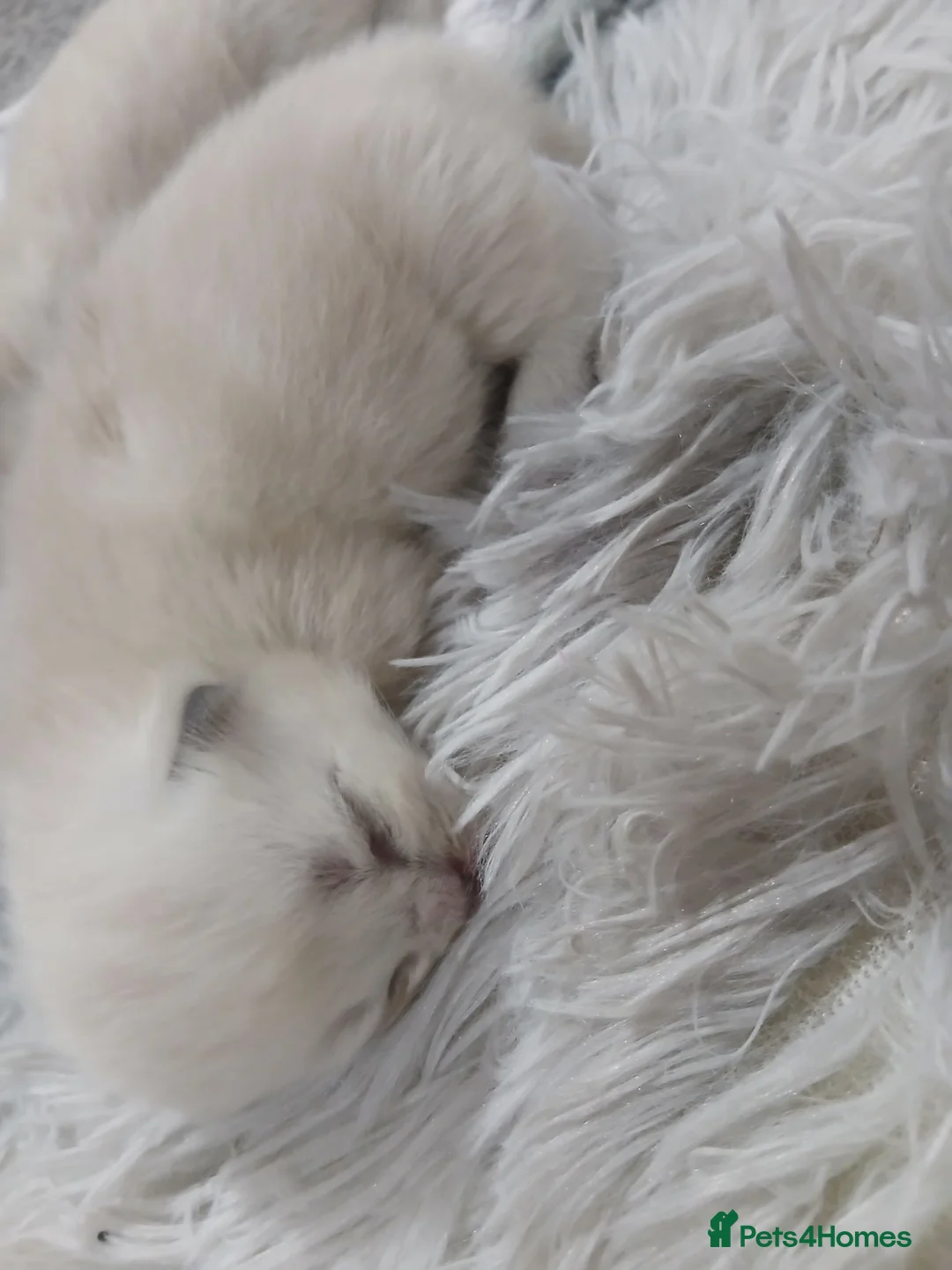 Ragdoll cats for sale: Ragdoll kittens  - Advert 2