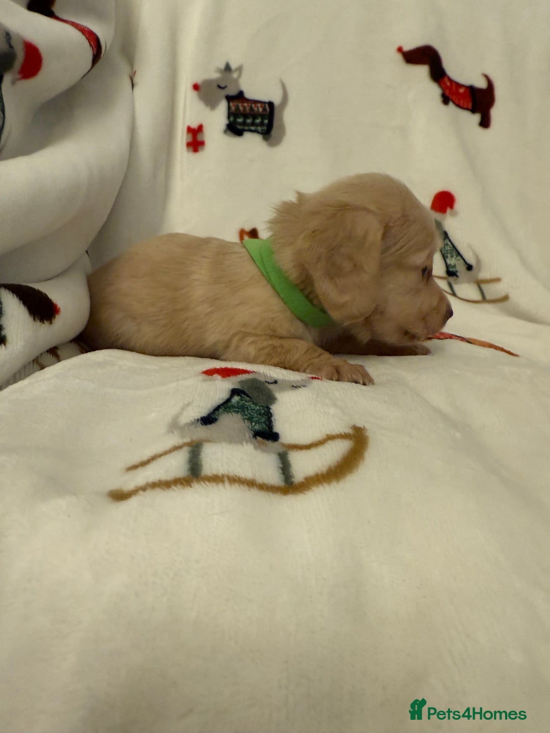 Miniature Dachshund dogs for sale: Beautiful Cream Longcoats Miniature Dachshund  - Advert 17