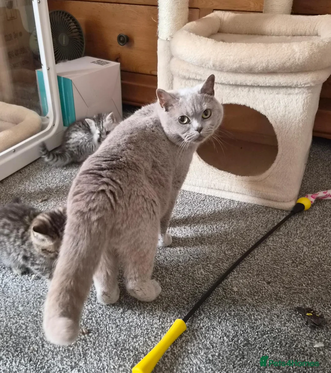 British Shorthair cats for sale: Gorgeous British Shorthair female - Advert 4