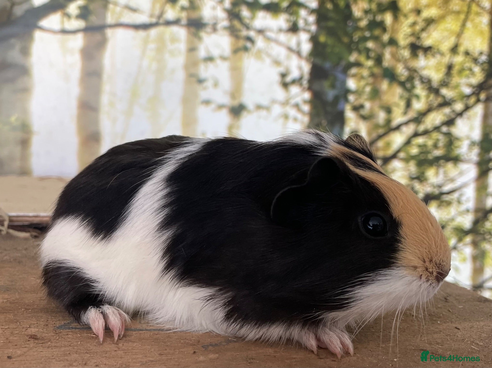 Guinea Pig rodents Baby sow guinea pigs  - Advert 14