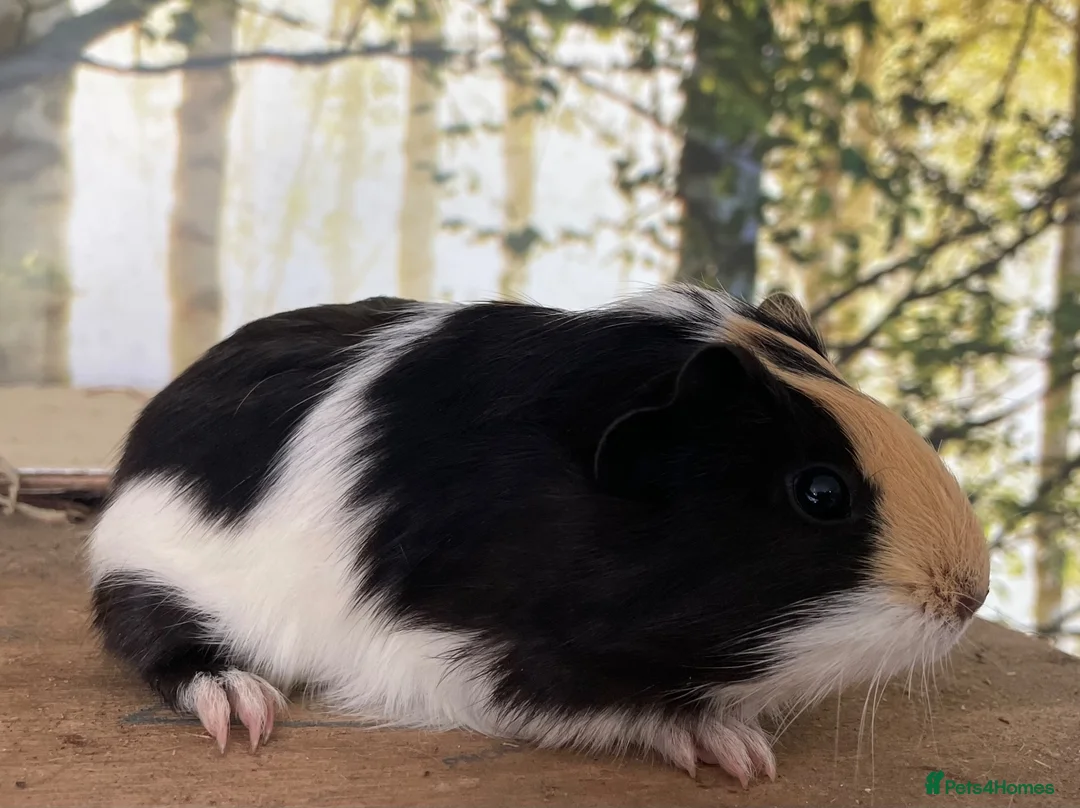 Guinea Pig rodents for sale: Baby sow guinea pigs  - Advert 1