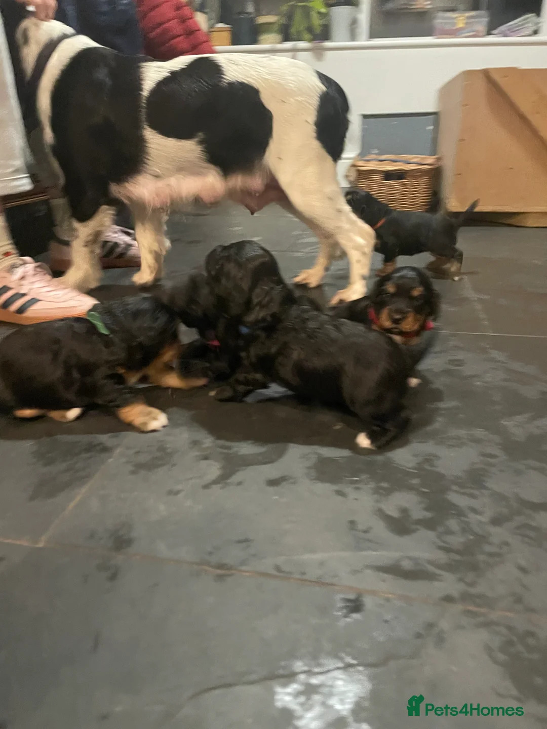 Sprocker dogs for sale: Sprocker Spaniel Puppies  - Advert 2