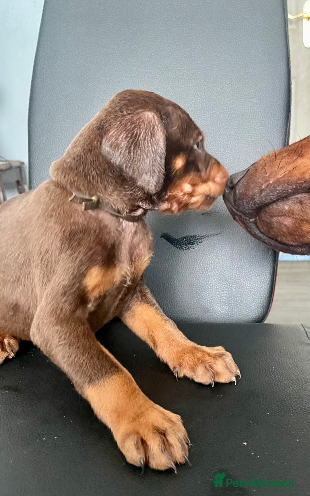 Dobermann dogs for sale: Doberman pups - Advert 23