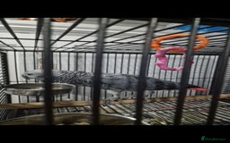 Budgerigars birds for sale: African grey - Image 2