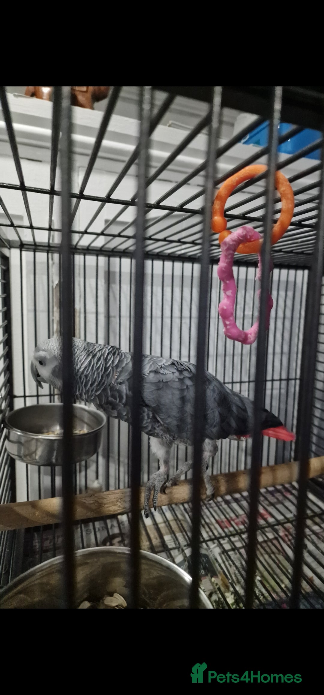 Budgerigars birds for sale: African grey - Image 2