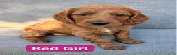 Cockapoo dogs for sale: ❤️ Stunning Health-Tested Red Cockapoo Puppies ❤️ in Edenbridge - Advert 11