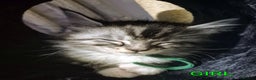 Maine Coon cats for sale: Gorgeous Registered Maine Coon Kittens - Advert 11