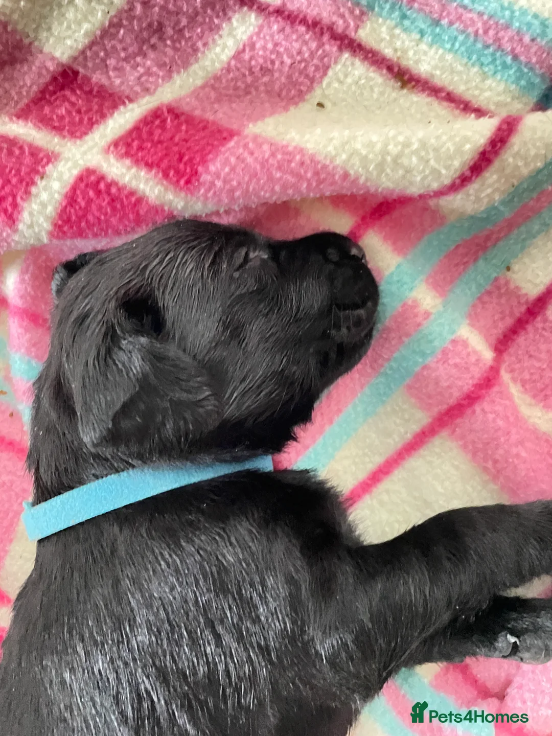 Labrador Retriever dogs for sale: FtCh Fendawood Pioneer x Inka Squamscott (Imp US) - Advert 13