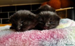 Ragcoon cats for sale: Ragcoon Kittens - Image 4