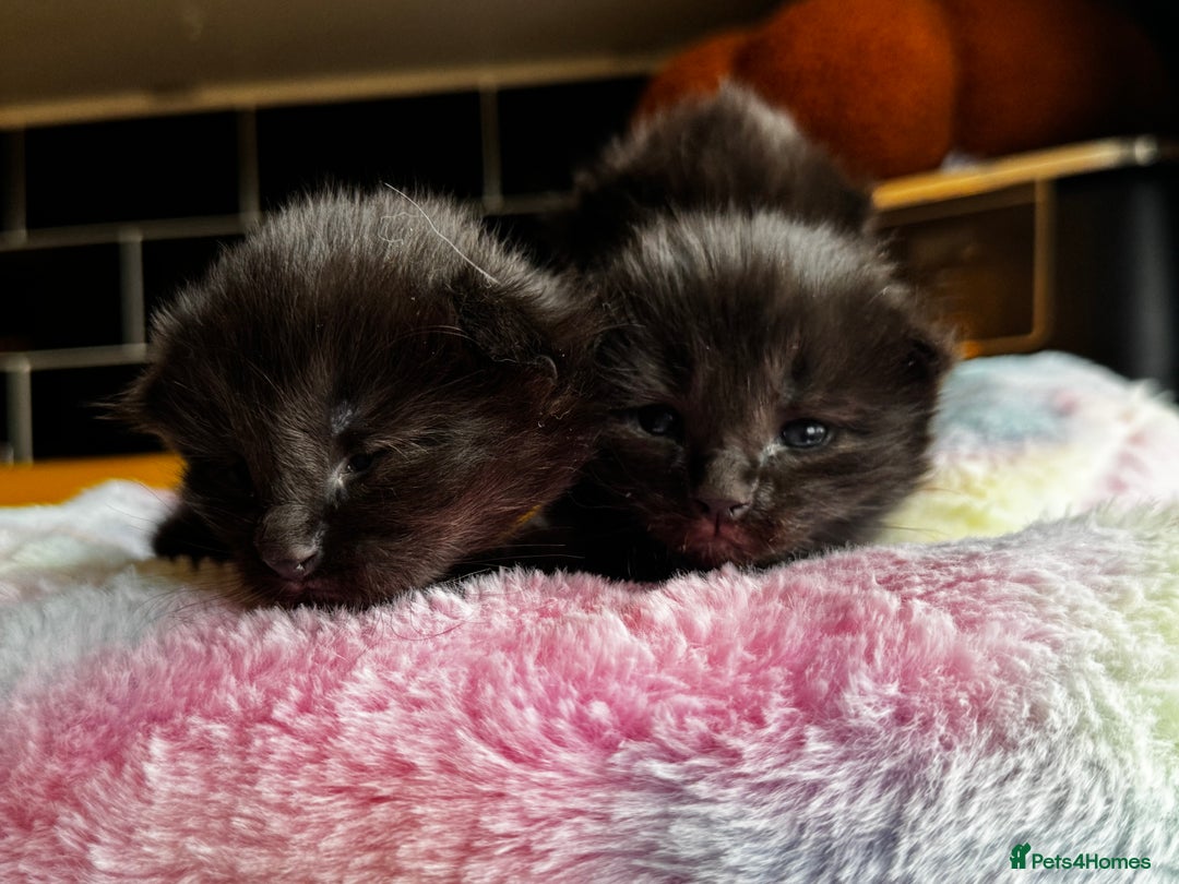 Ragcoon cats for sale: Ragcoon Kittens - Image 4