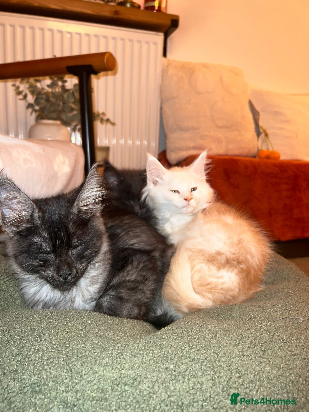 Maine Coon cats for sale: Stunning championship Maine coons for sale - Advert 13