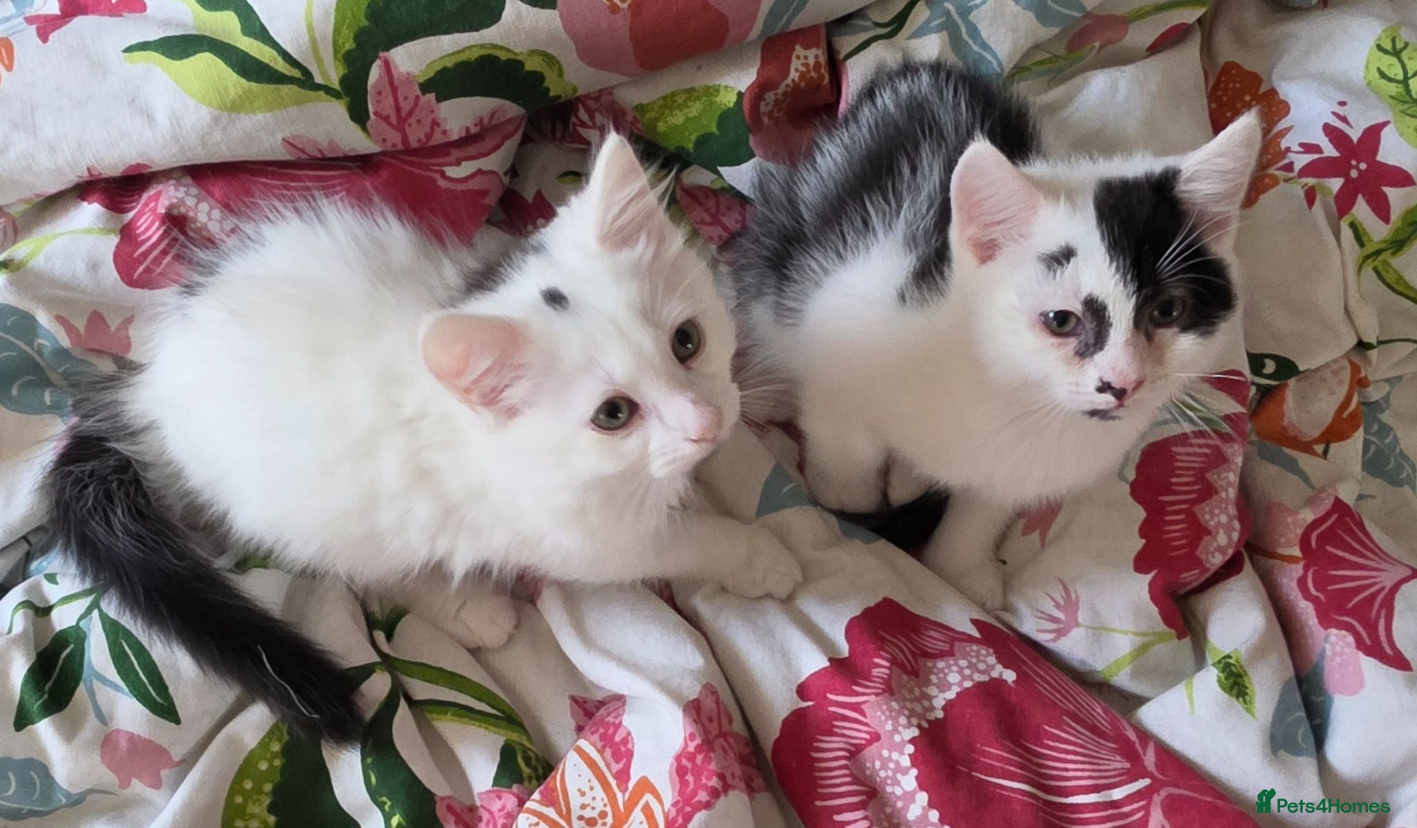 Domestic Shorthair cats Black and white domestic shorthair kittens - Advert 1