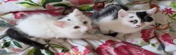 Domestic Shorthair cats for sale: Black and white domestic shorthair kittens - Advert 1
