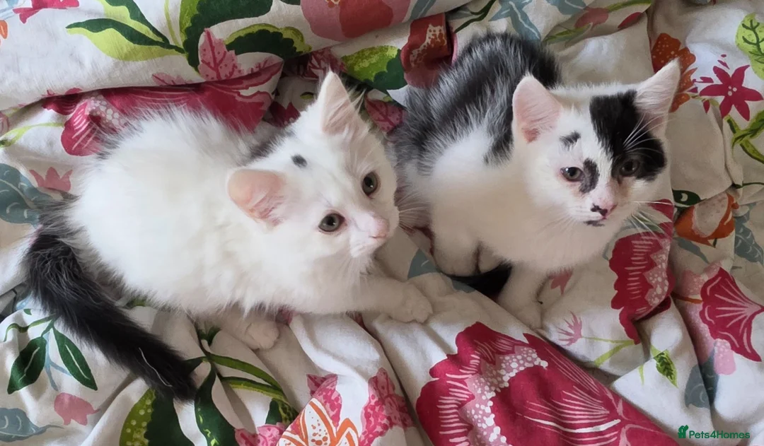 Domestic Shorthair cats for sale: Black and white domestic shorthair kittens - Advert 1