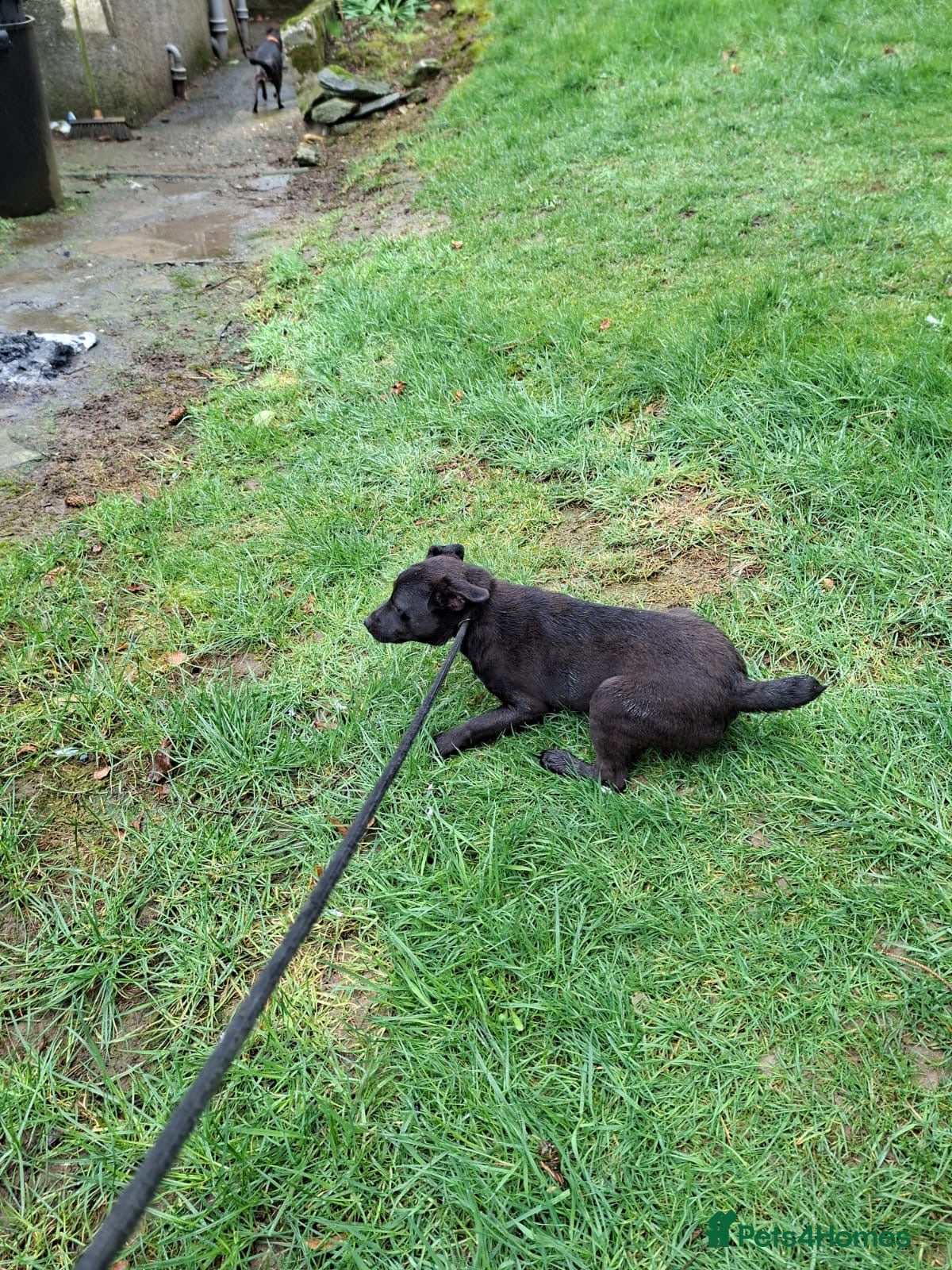 Patterdale Terrier dogs Patterdale terrier - Advert 11