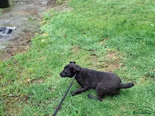 Patterdale Terrier dogs Patterdale terrier - Advert 11