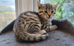 Bengal cats for sale: Bengal cross kittens - Image 3