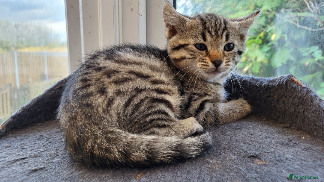 Bengal cats for sale: Bengal cross kittens - Image 3