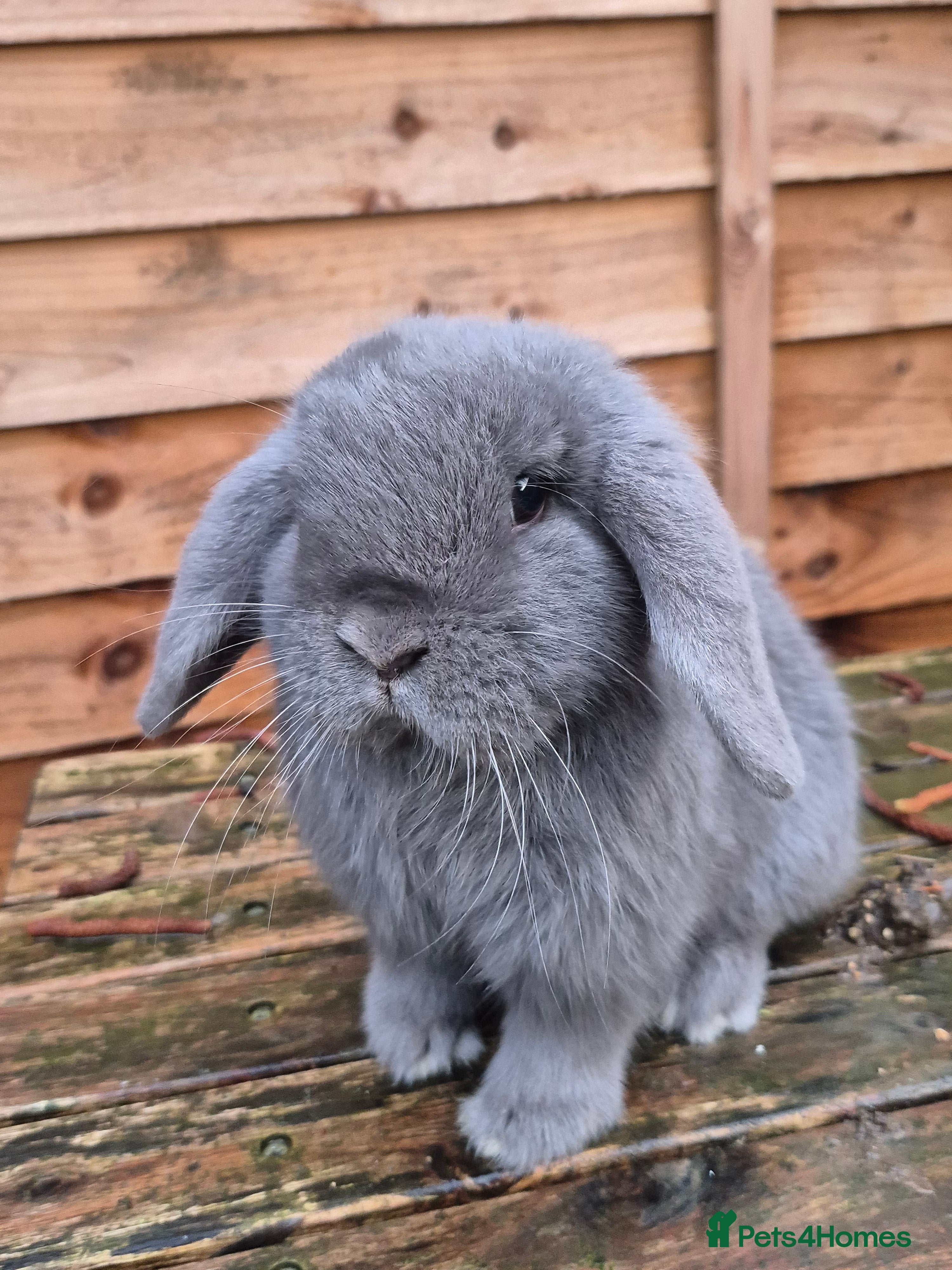 Mini Lop rabbits Mini lop doe - Advert 1