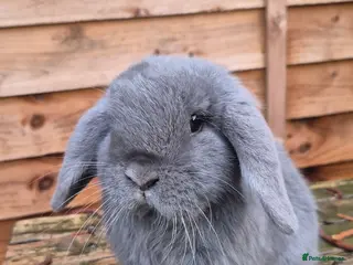 Mini Lop rabbits Mini lop doe - Advert 8