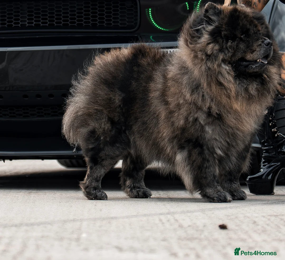 Chow Chow dogs for stud: Shadow the Merle chow chow  in Epping - Advert 6