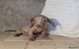 Miniature Dachshund dogs for sale: Miniature dachshund puppies  - Image 13