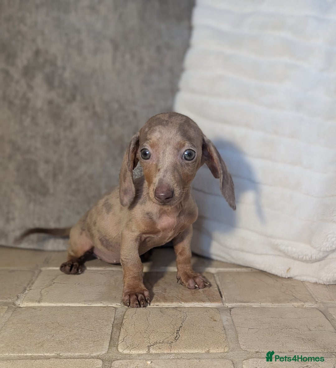 Miniature Dachshund dogs for sale: Miniature dachshund puppies  - Image 13